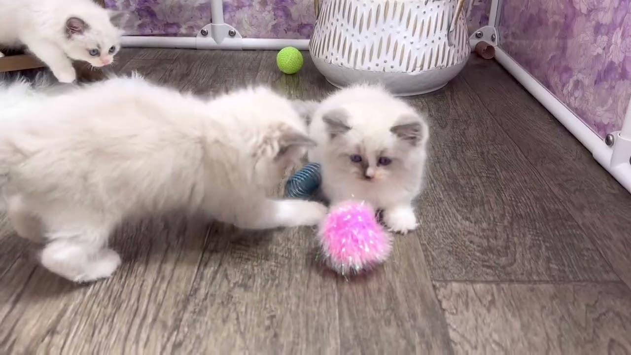 Baby Blue Bicolor Ragdoll Kittens 