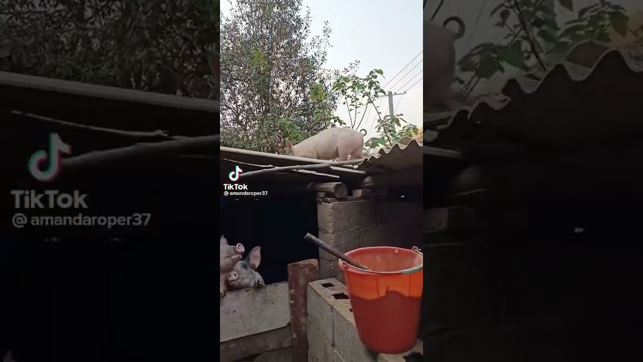 Pig falls off roof
