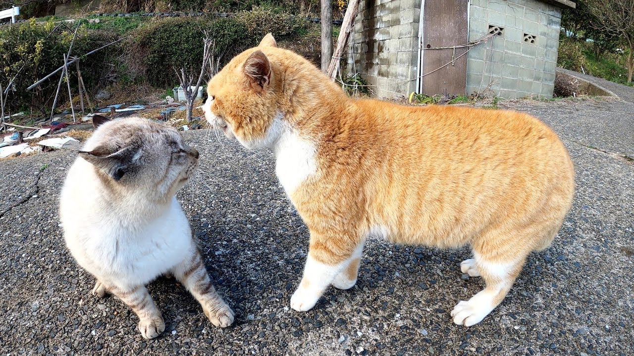 Две кошки ссорятся возле моря