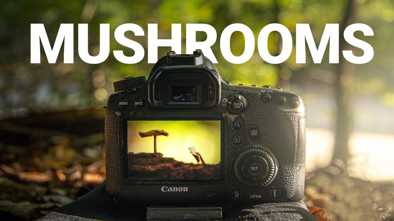 How to Photograph Mushrooms and Edit with Photoshop (Focus Stacking)