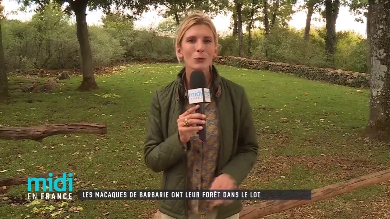 Les macaques de Barbarie ont leur forêt dans le Lot
