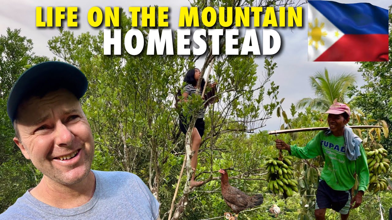 Filipina Harvesting Calamansi and Indian Mango! Philippines Mountain Homestead Fun🇵🇭