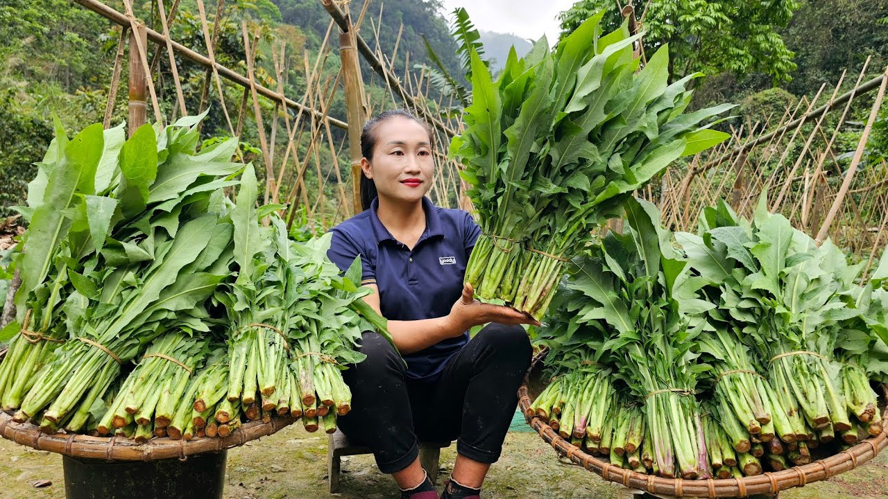 Harvest green vegetable garden goes to the market sell - Cooking | Ly Thi Tam