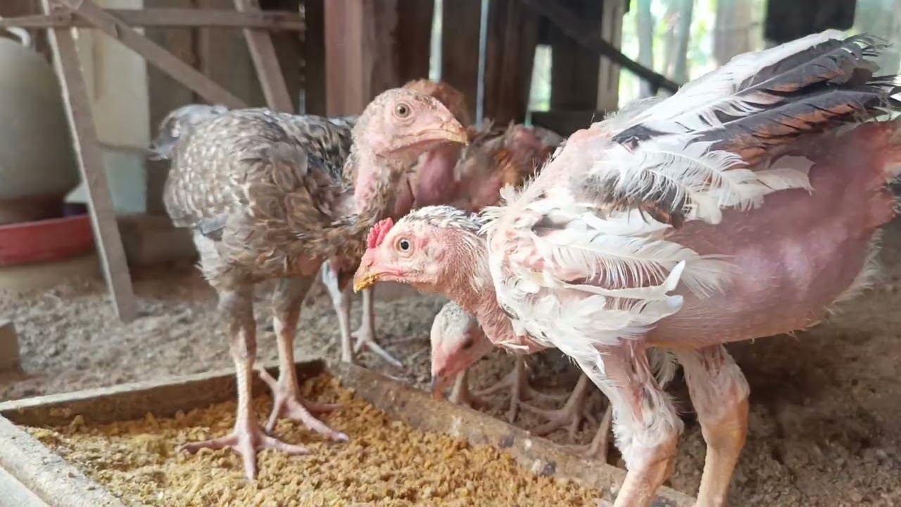 ដាក់ចំណីអោយកូនមាន់