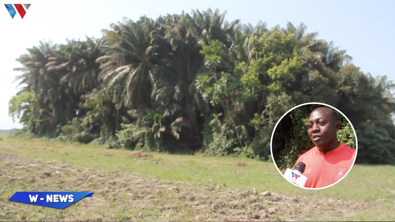 MBEYA: HISTORIA YA MSITU ULIOTUMIKA KUWATUPA WAGONJWA WA UKOMA KYELA