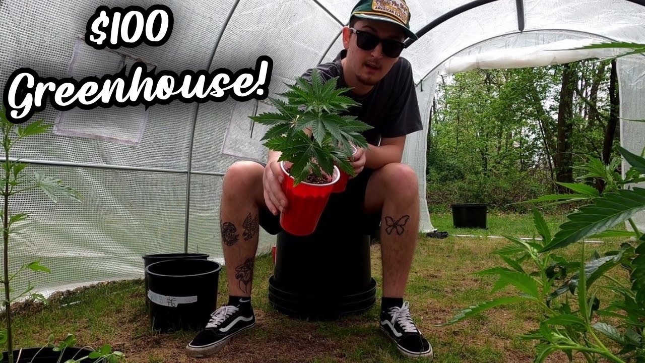 I Bought a $100 Amazon GREENHOUSE to Grow WEED︱PART 2