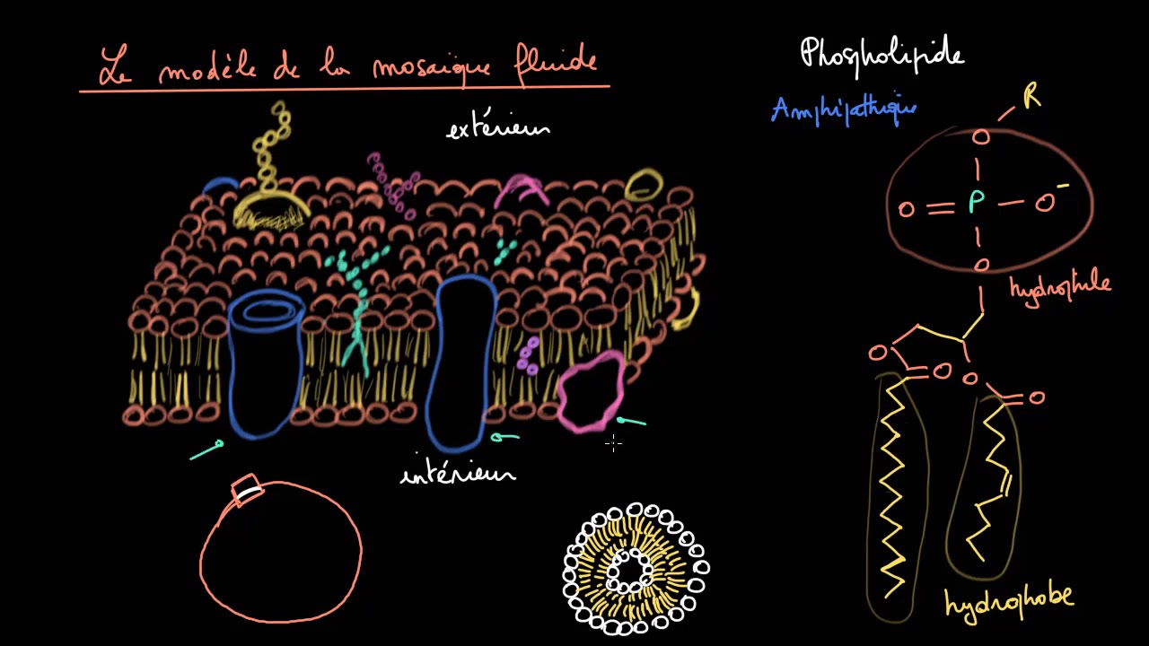 Le modèle de la mosaïque fluide des membranes cellulaires