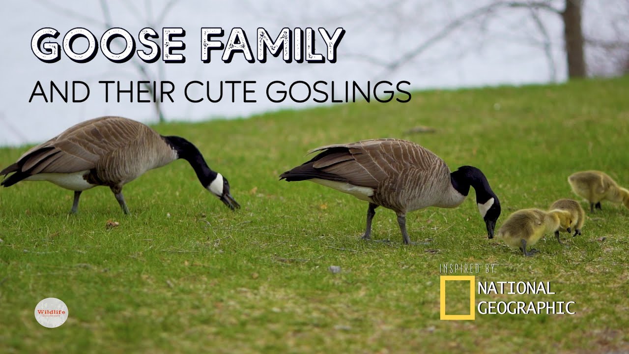 Goose Family With Their Cute Goslings