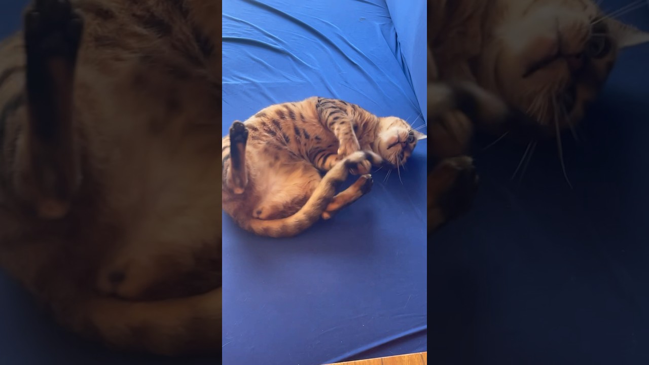 Where is my tail! #mirrorweare #cat #funnycats #catlover #貓 #animals #pets #catlover #貓咪 #tails #fun