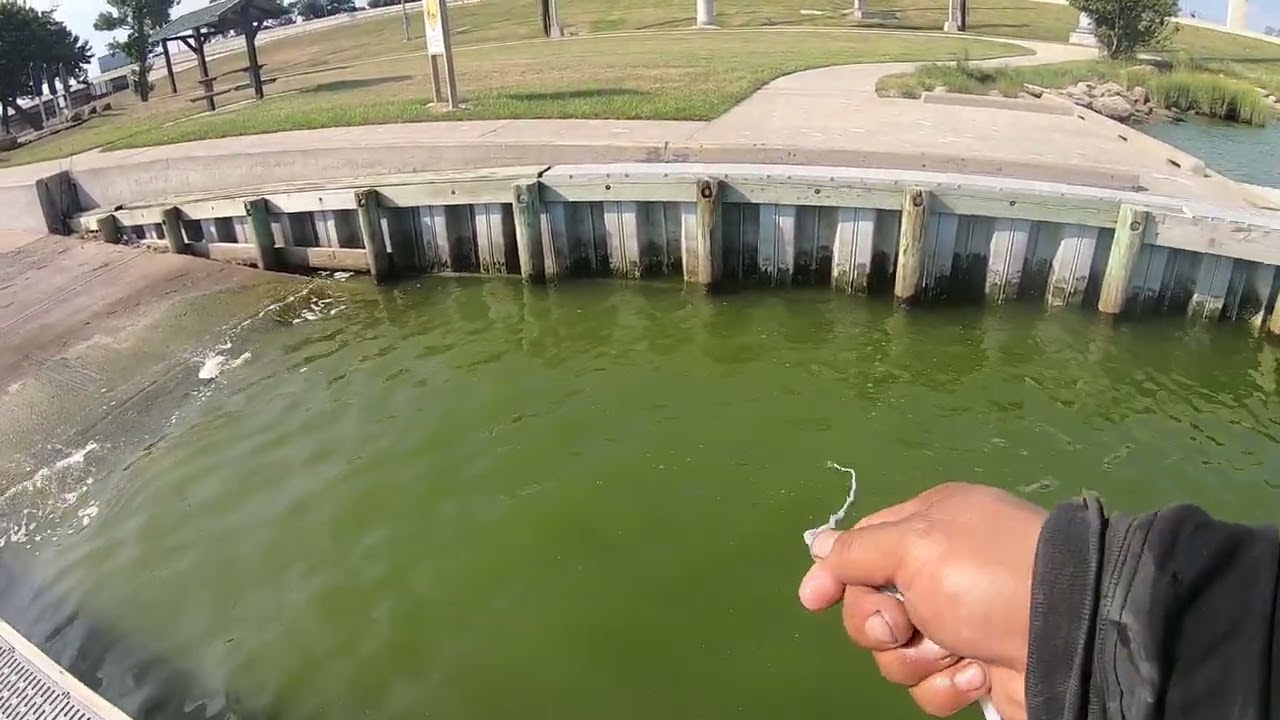 How I find live shrimp in Baytown.