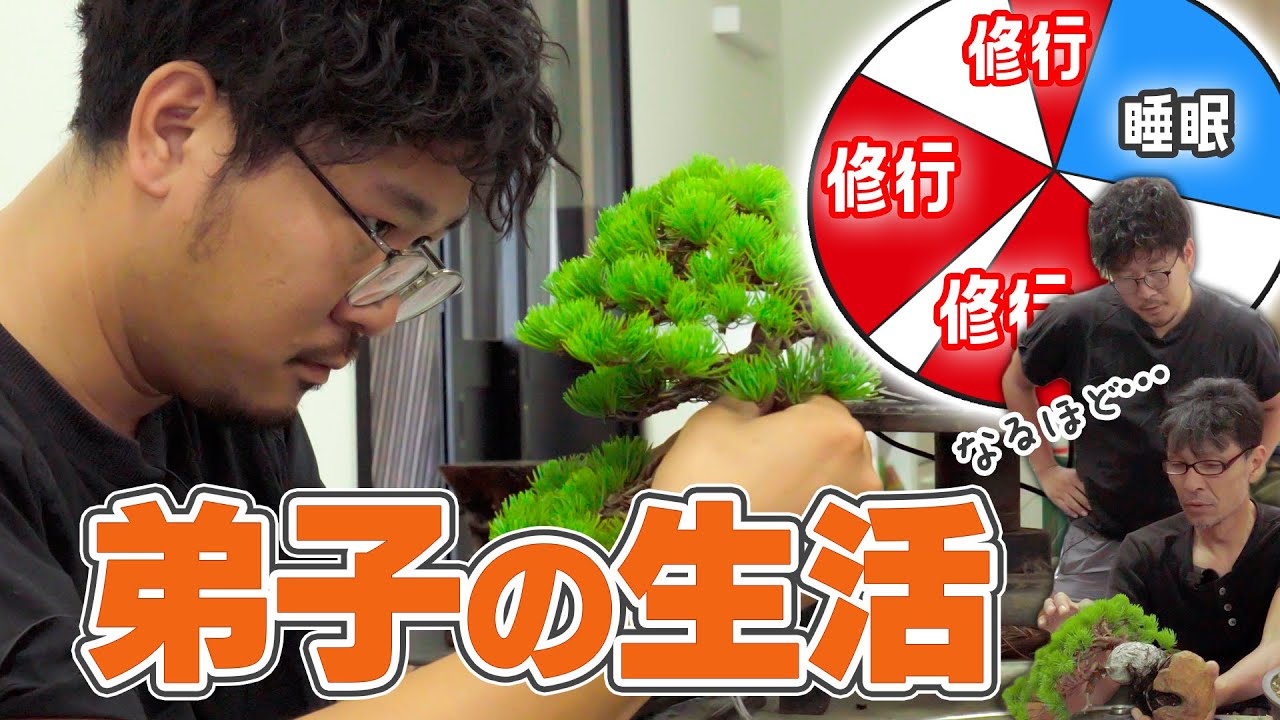 【盆栽職人】弟子の1日はこんな感じ【衣食住完備!?】