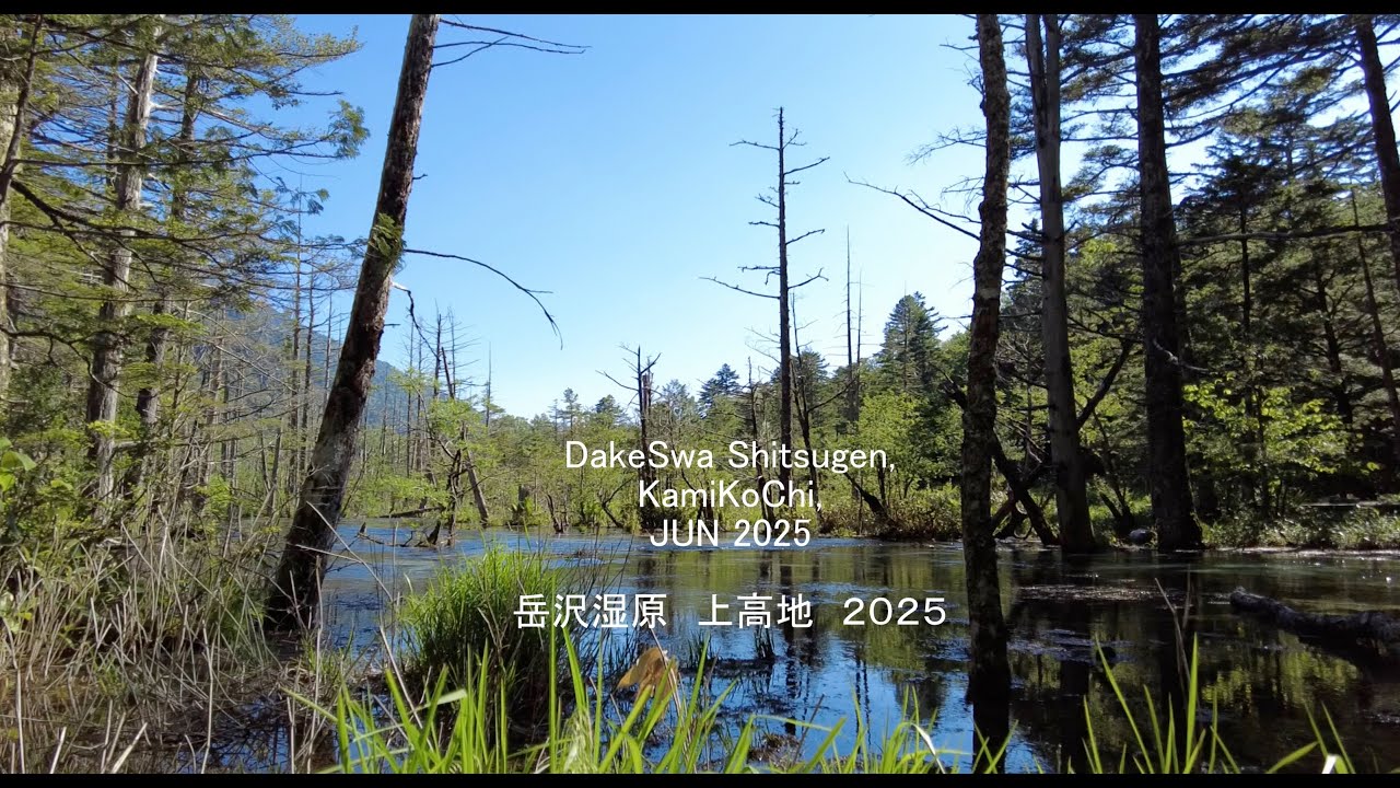 岳沢湿原　上高地    DakeSawa Shitsugen  Jun. 2025, KamiKouchi, Nagano Pre., Japan
