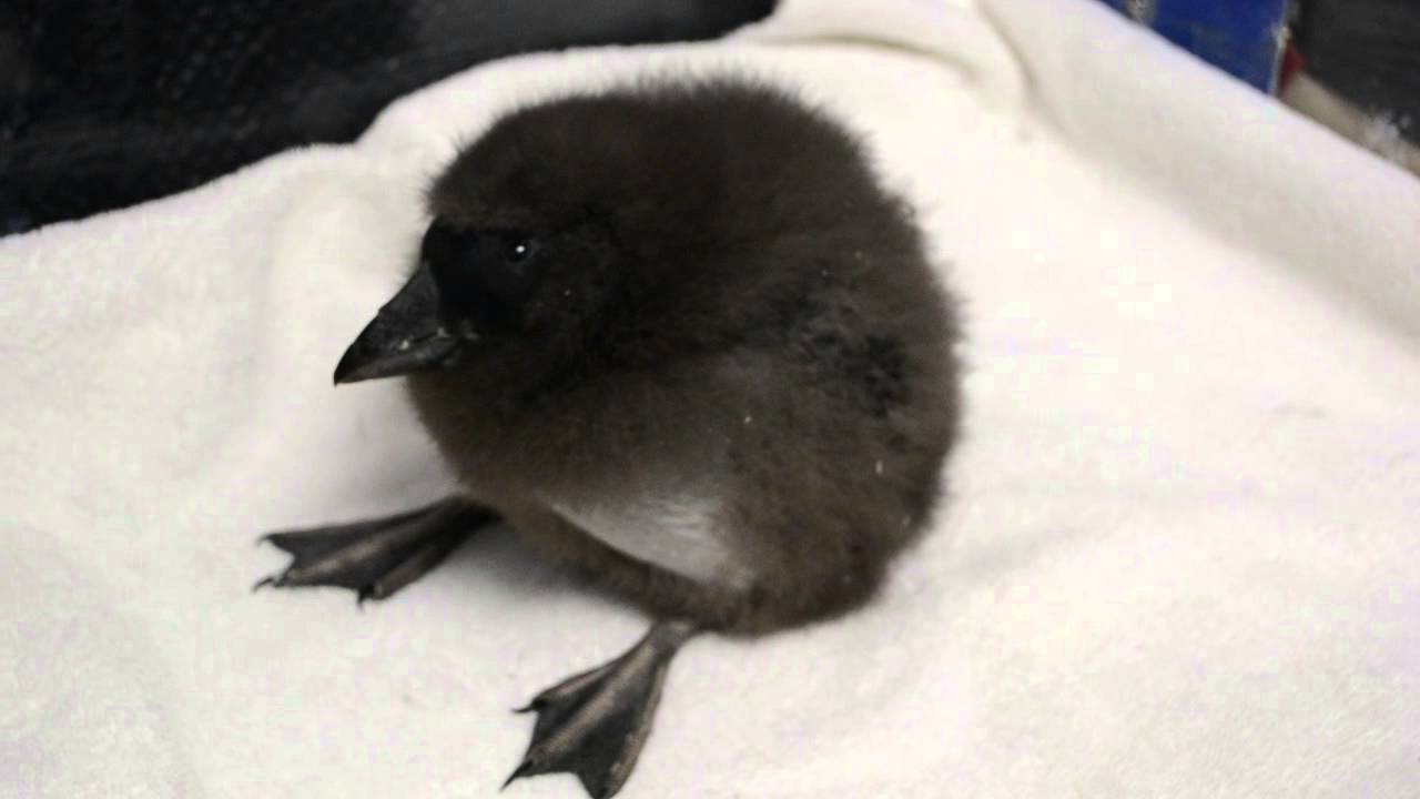 Stella the tufted puffin chick vocalizing at 32 days old