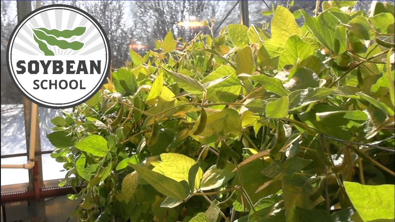 Soybean School: Breeding for success in Saskatchewan