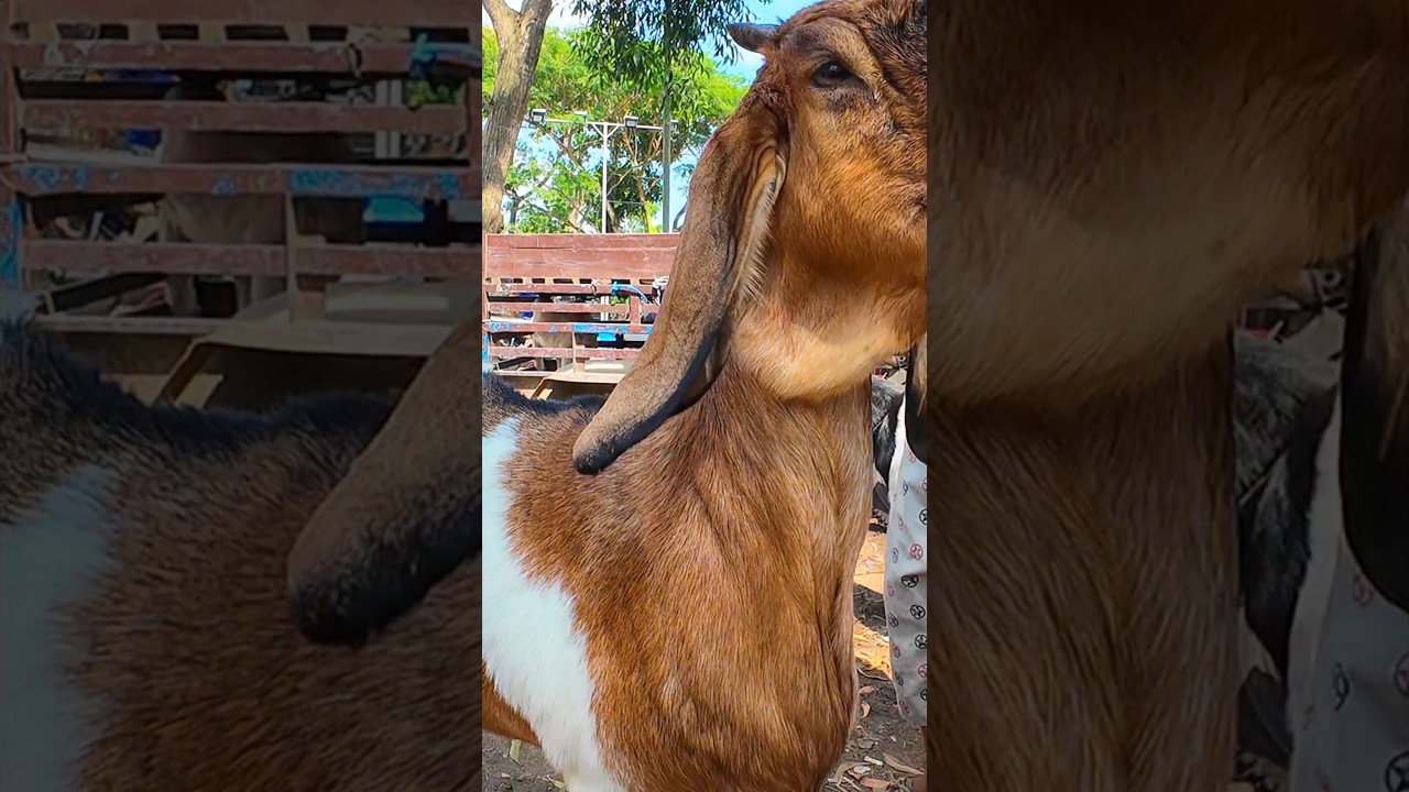 Kambing doroan Istimewa Pasar durenan is #domba #pedagangdombagarut #goat #dombahamil #ternak