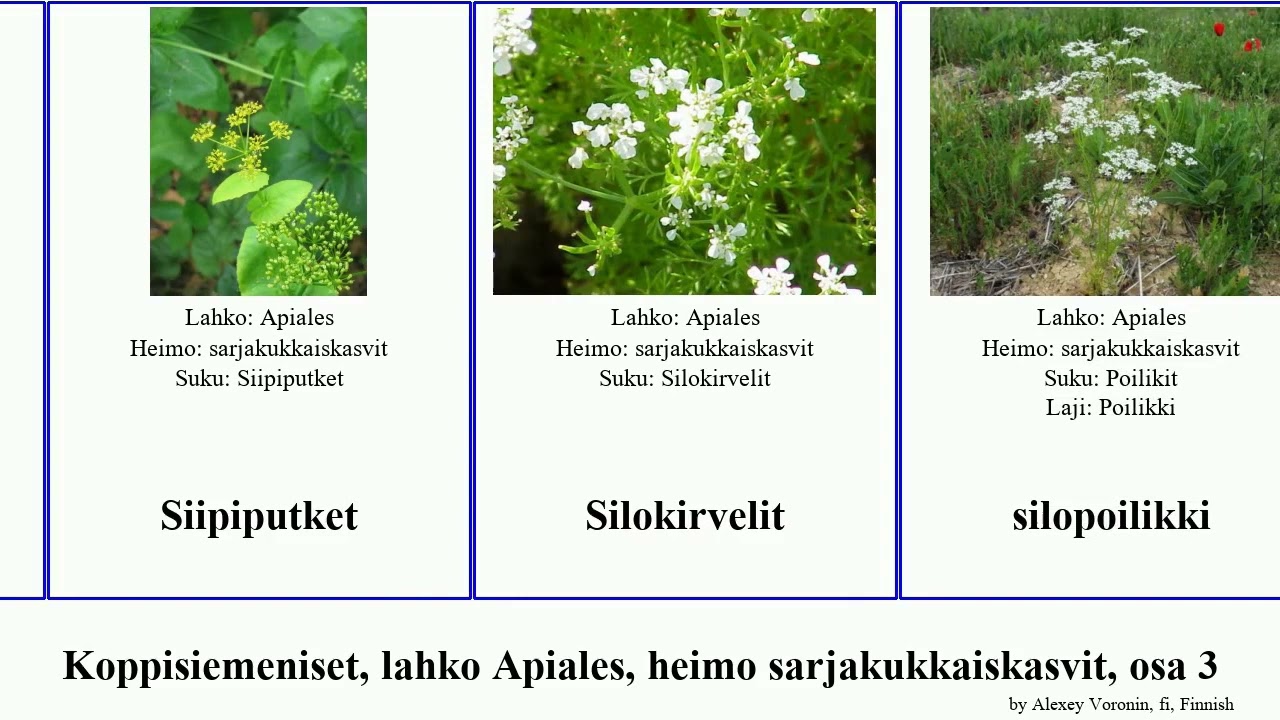 Koppisiemeniset, lahko Apiales, heimo sarjakukkaiskasvit, osa 3 seseli angiosperms villosa pilosa