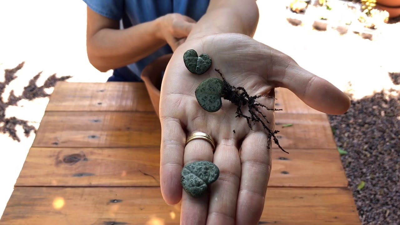 Suculenta - Como fazer muda do corações emaranhados / Ceropegia Woodii