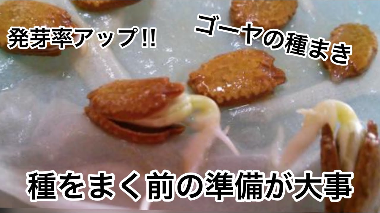 発芽率アップ‼︎ ゴーヤの種まき準備