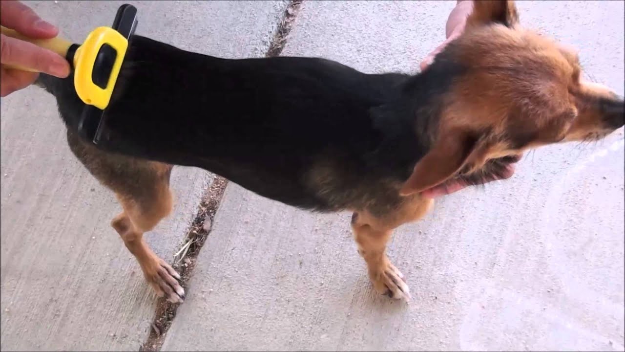 But Does It Work?: FurBuddy De-Shedding Tool by PetAgree Review
