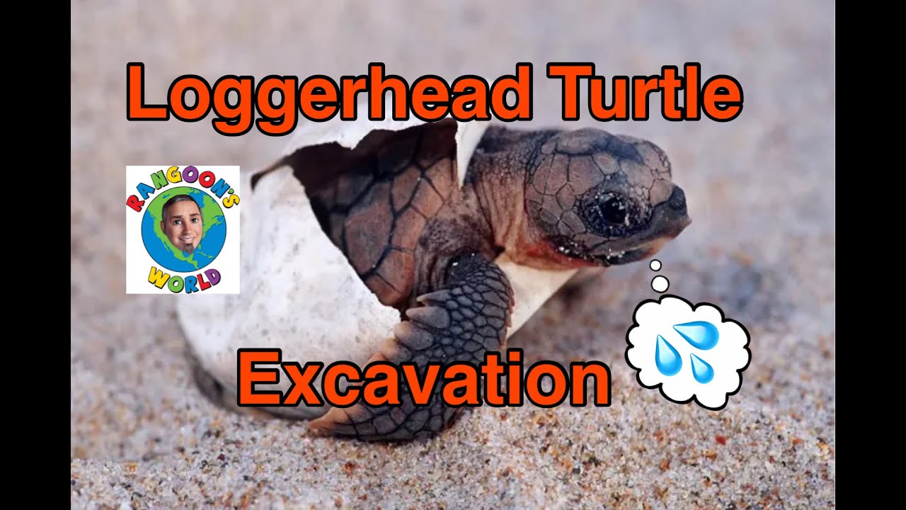 Loggerhead Turtle Nest Excavation-Baby Loggerheads