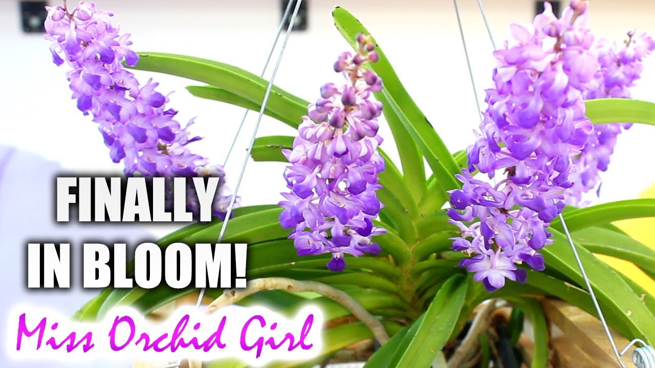 The amazing Rhynchostylis coelestis 'Blue' - 5 years to see this Orchid in bloom!