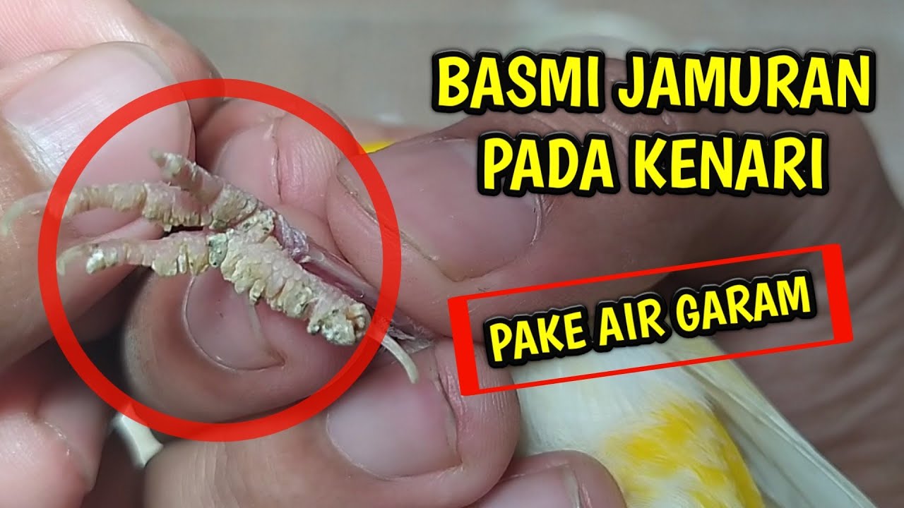 PAKE AIR GARAM!! CARA MENGHILANGKAN JAMUR KAKI BURUNG KENARI