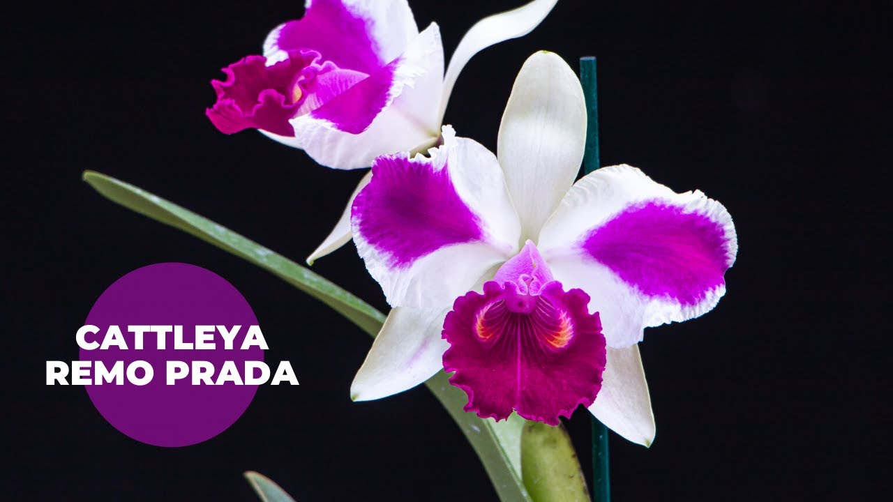 Orquídea Cattleya Remo Prada
