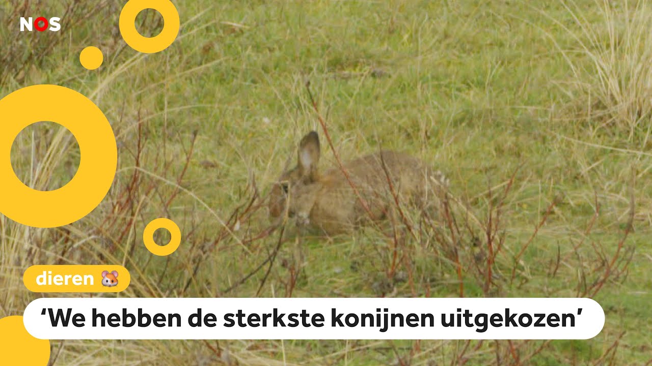Deze tien konijnen hebben een nieuw huis in de duinen