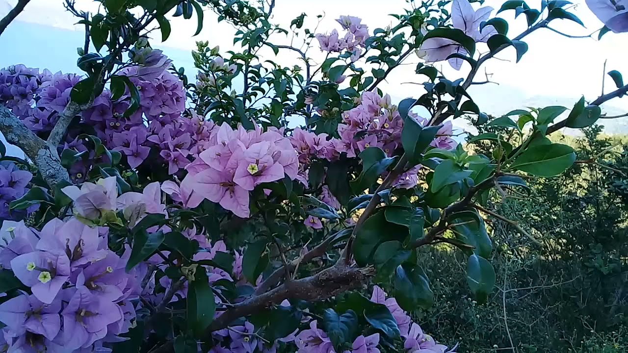 Me esconderá (Salmos 27), Instrumental