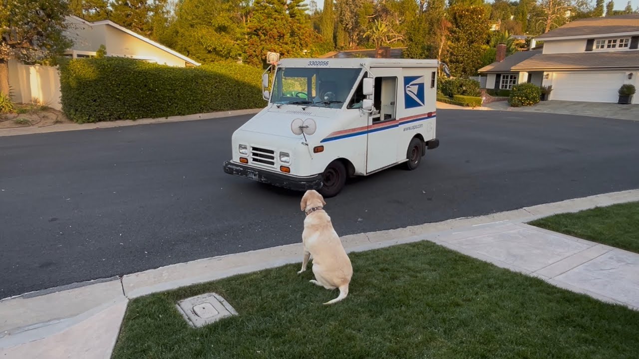 My Dog Waits Every Day For THIS Moment with Her Mail Lady