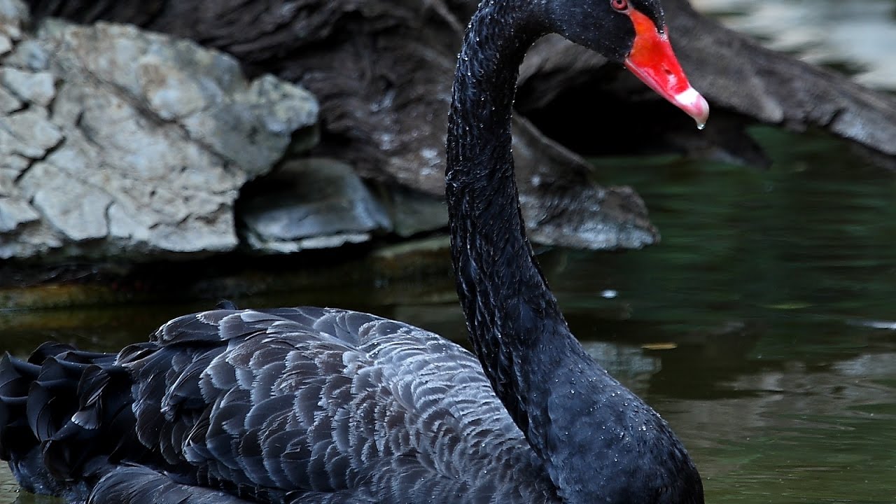 Idemo u Zoo: Crni labud