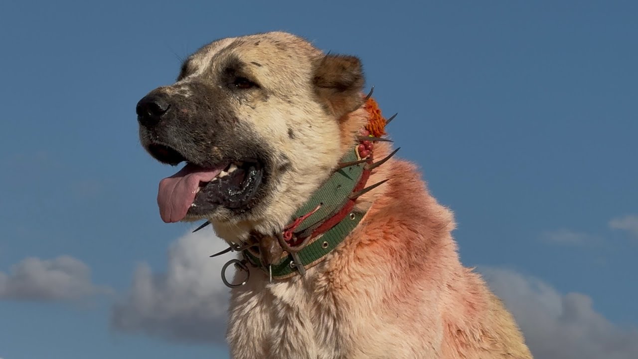 NESLİ TÜKENEN ÇAKAL KÖPEKLER VE ODUN DAĞI KURTLARI 