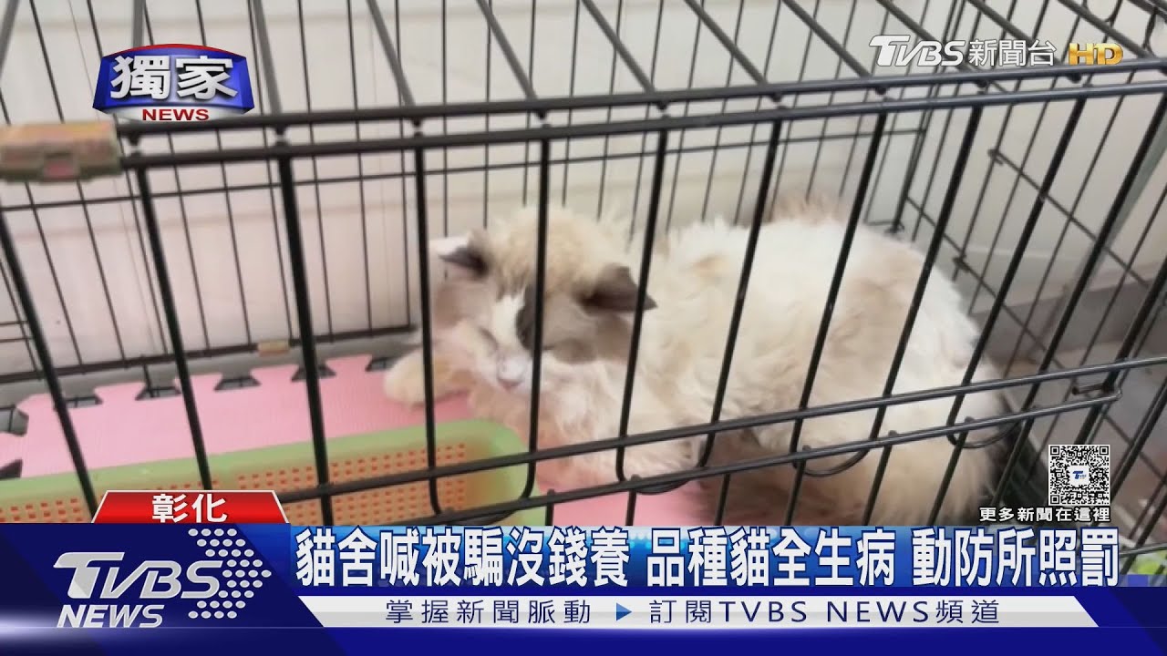 #獨家 貓舍喊被騙沒錢養 品種貓全生病 動防所照罰 ｜TVBS新聞 @TVBSNEWS01