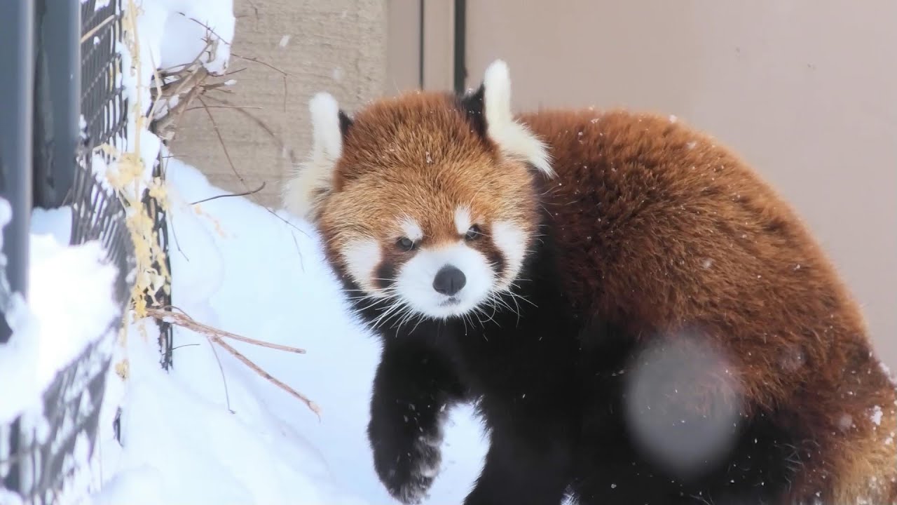 【レッサーパンダ】よちよち歩く　エイタ　円山動物園