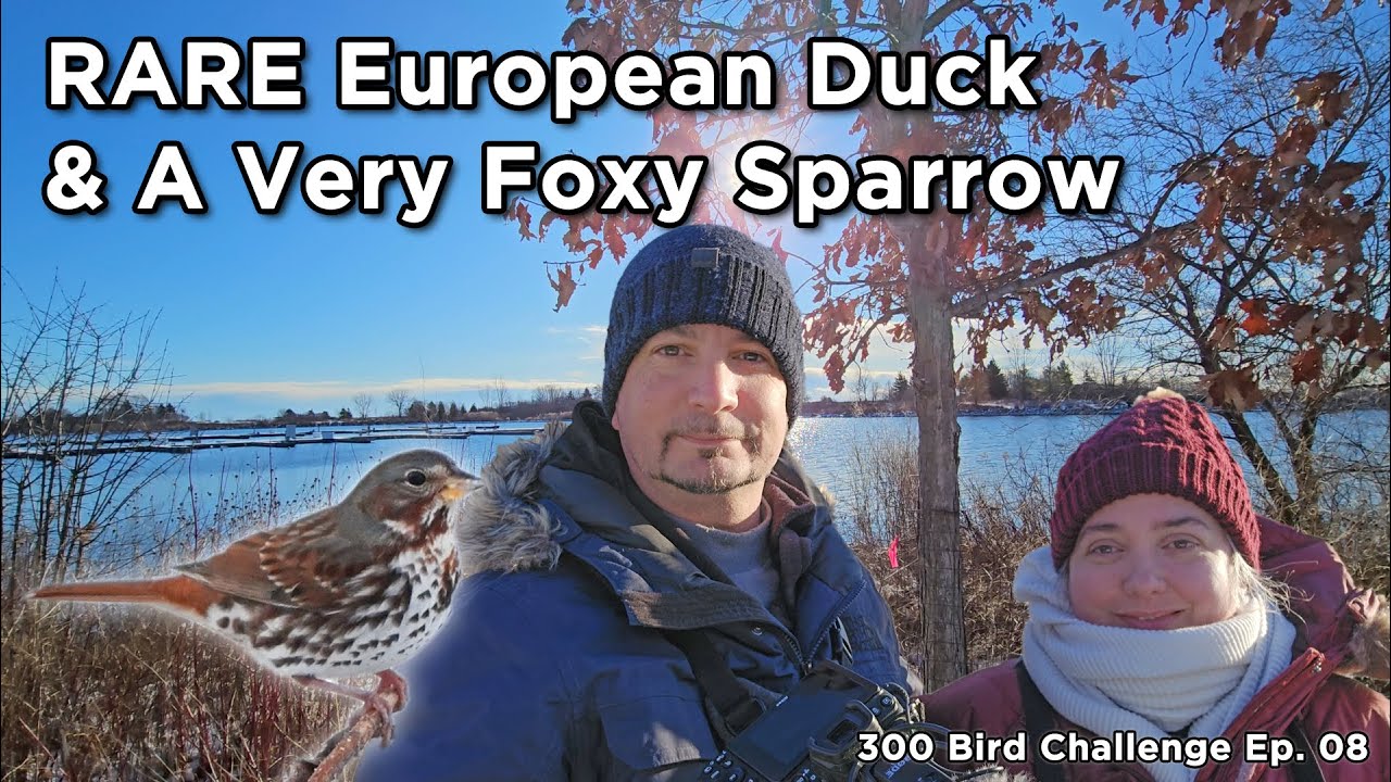 RARE European Duck Visitor and a Very Foxy Sparrow