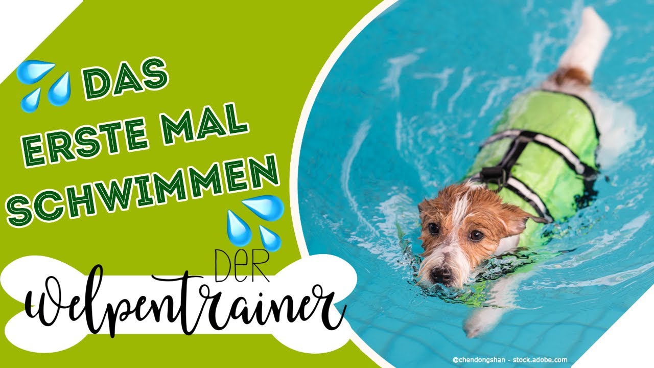 Das erste Mal Schwimmen! 💦 So gelingt es deinem Hund | Der Welpentrainer | sixx
