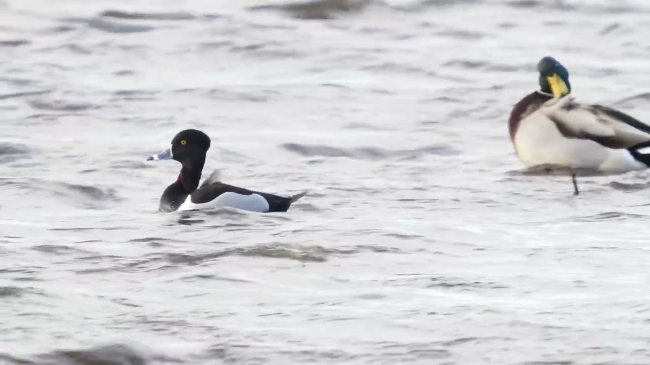 Ring-necked Duck   -   Lancashire   -   December 2025