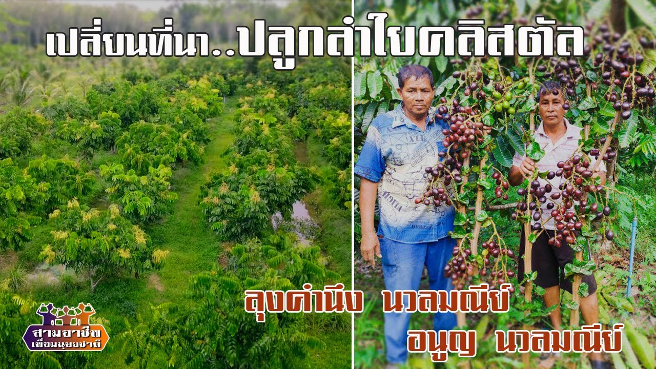 สวนน้องชาย 
