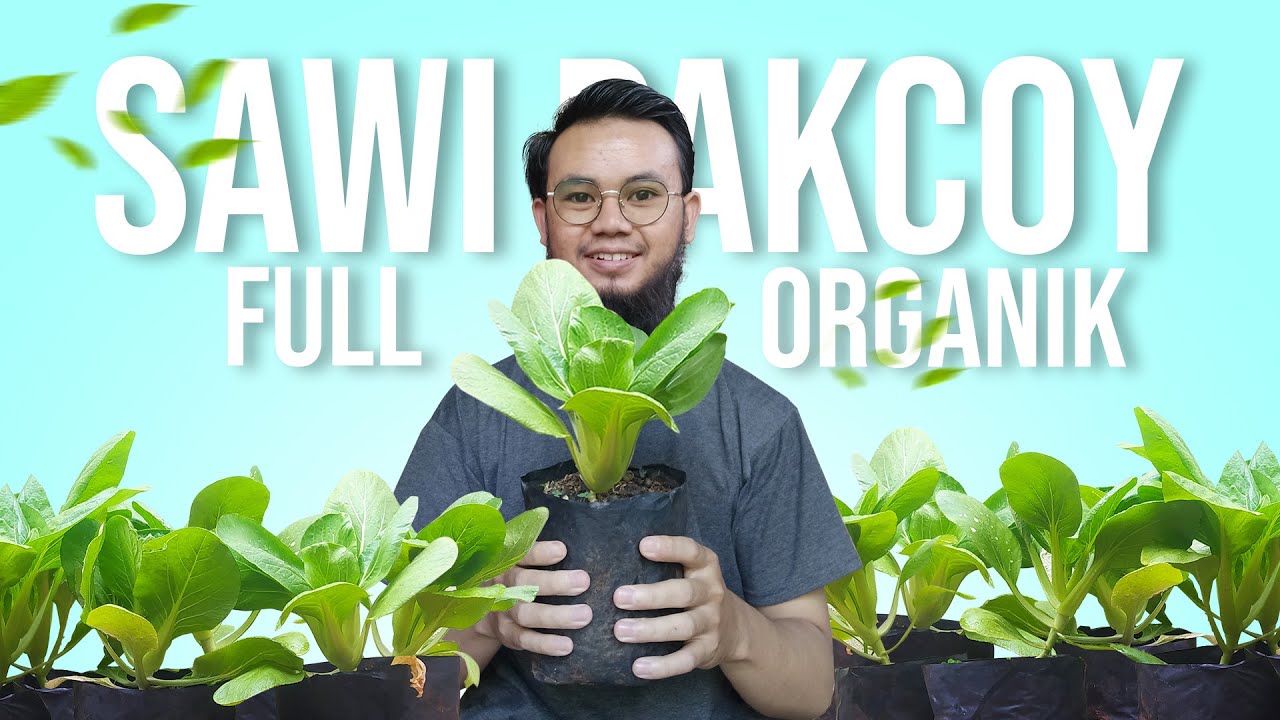 CARA MENANAM SAWI PAKCOY DI RUMAH DENGAN POLYBAG METODE FULL ORGANIK