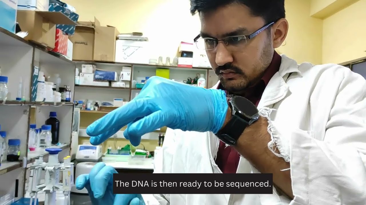 How do scientists make better rice varieties? #riceimprovement #agriculture