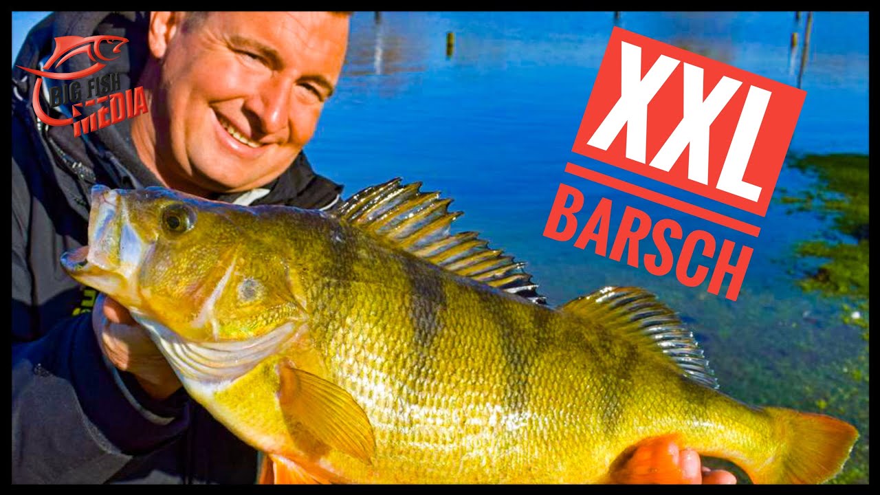 Angeln auf XXL-Barsche im Flachwasser