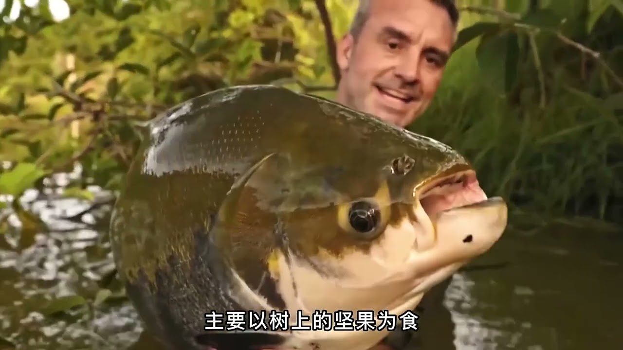 白鲟鱼濒临灭绝，一支钓鱼小队前去寻找主要原因！#野外生活纪录片 #户外 #钓鱼人  #户外捕鱼 #丛林求生纪录片