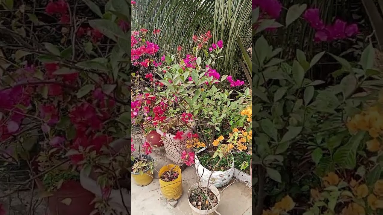 ফাগুনের ছোঁয়ায় আগুন লেগেছে আমার বাগান বিলাসে। #garden 