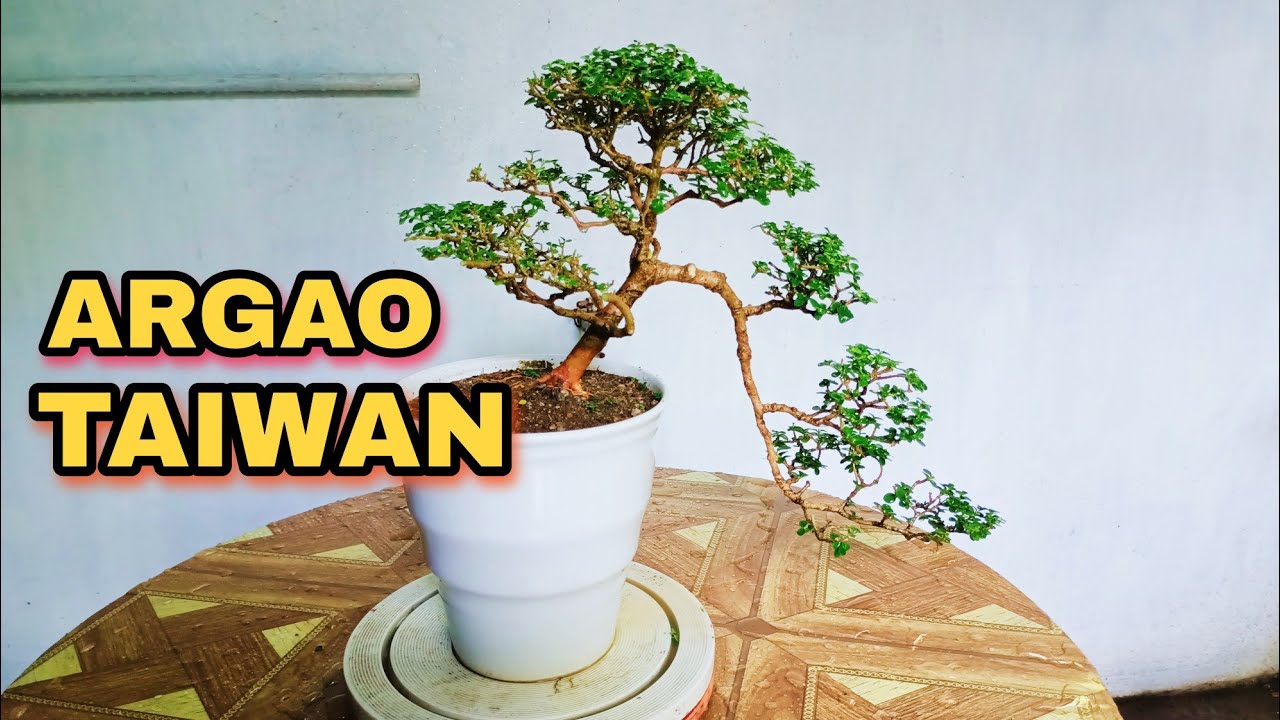 PARA MAGING MALUSOG ANG BONSAI TREE KAILANGAN MONG GAWIN ITO (ARGAO TAIWAN / PREMNA MICROPHYLLA)