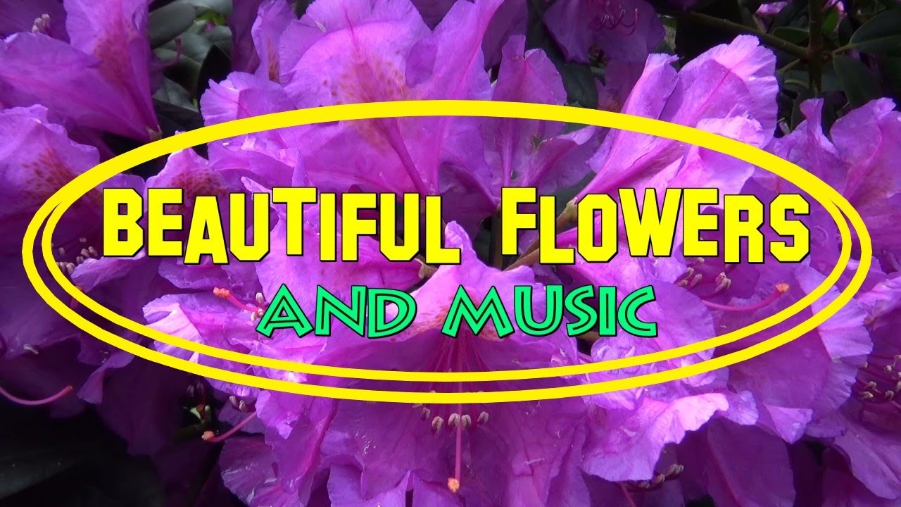 FLower Power  -Blumenpracht und Musik-