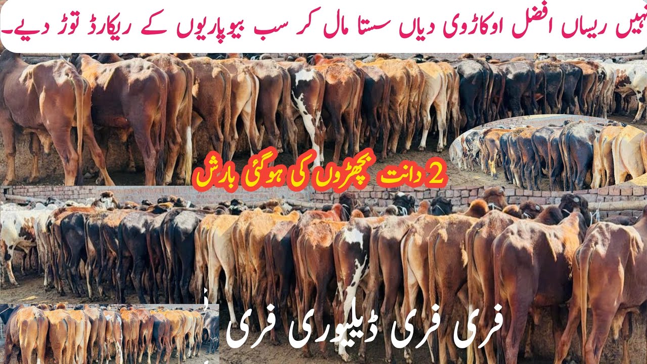 Big Statement!💥Afzal Okarvi Cattle Farm  | How to start wacha(Cattle) Farming | Sahiwal Calf Farm 