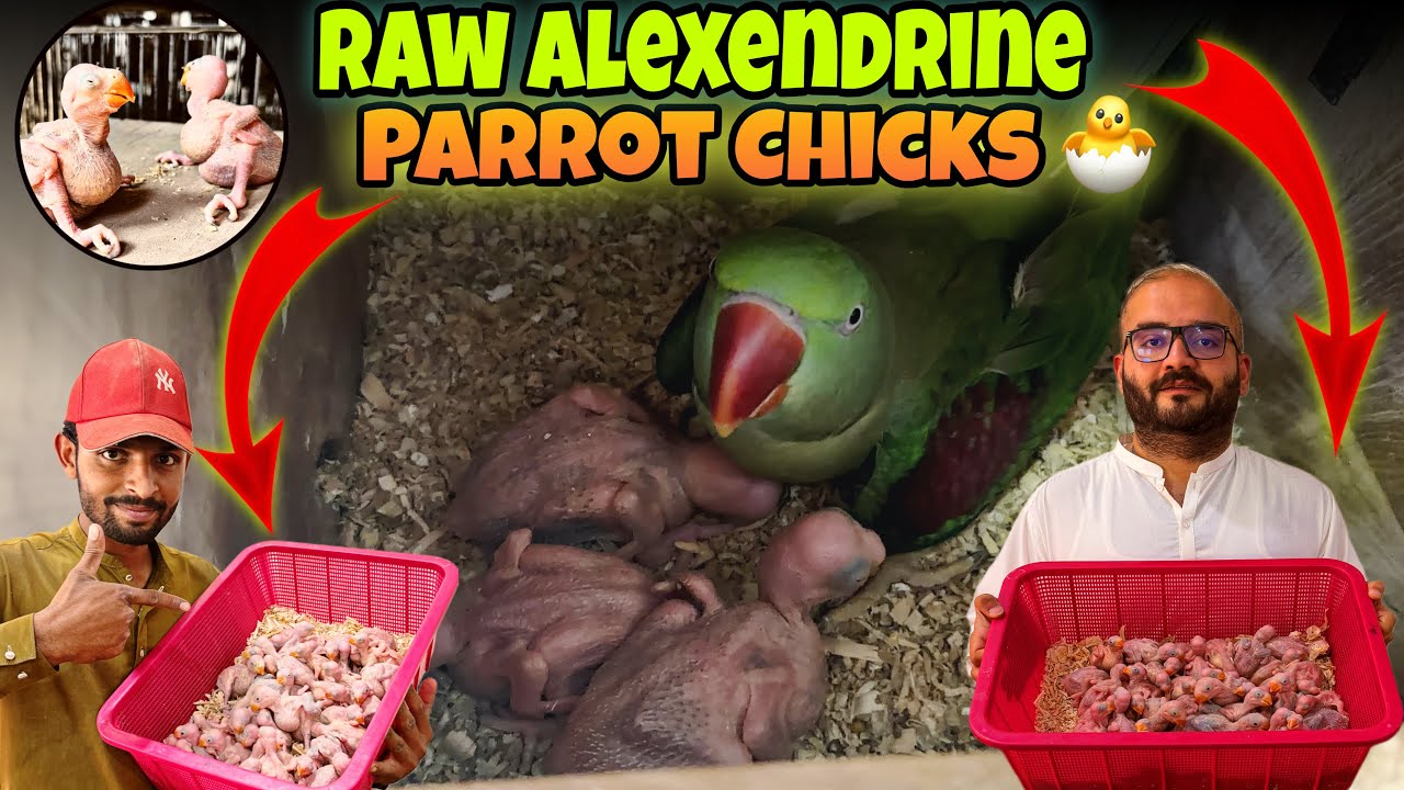 Raw Alexandrine Parrot Chicks Born 😱 | Full Nest Box Opening Breeding Season 2026  | Usman Wildlife