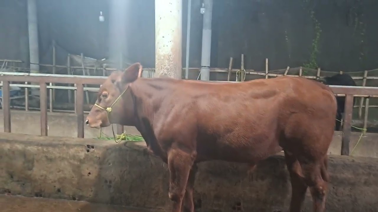 Trai bo tuan thanh 2 ngay 31.12.2025.ghe cai bb llo 8.5tr dt 0968474241