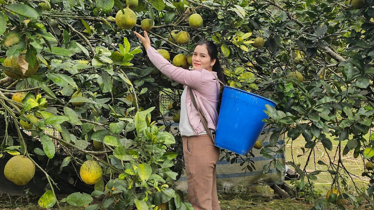 Harvest the grapefruit and take them to the market to sell. Clean the pigsty.