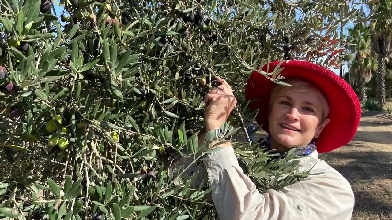 Olive Harvesting with Friends